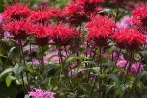 Monarda 'Balmy Red' New 2025